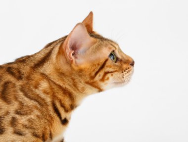 Profil görünümü beyaza yakın çekim Bengal kedi