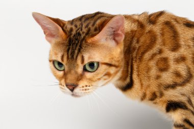 Yakın çekim Bengal kedi beyaz kızgın seyir