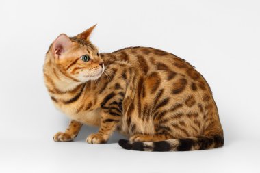 Bengal kedi geri beyaz üzerinde seyir