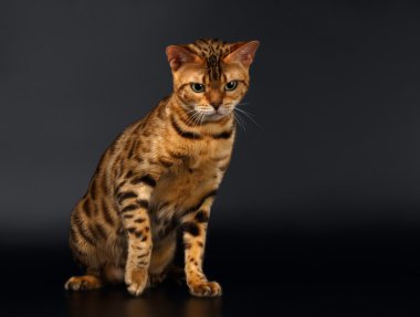 Bengal kedi siyah üzerine oturur