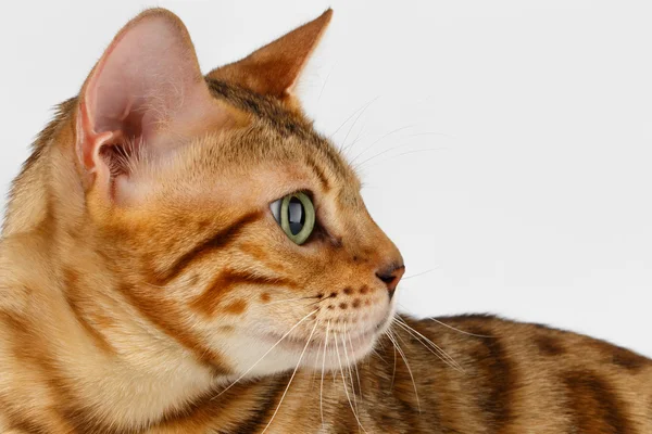 Close-up Gato de Bengala na visão de perfil em Branco — Fotografia de Stock