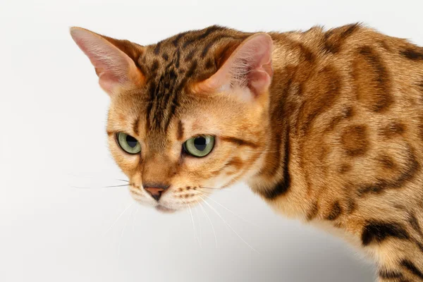 Close-up Bengal Cat Looking Angry on White — Stock Photo, Image