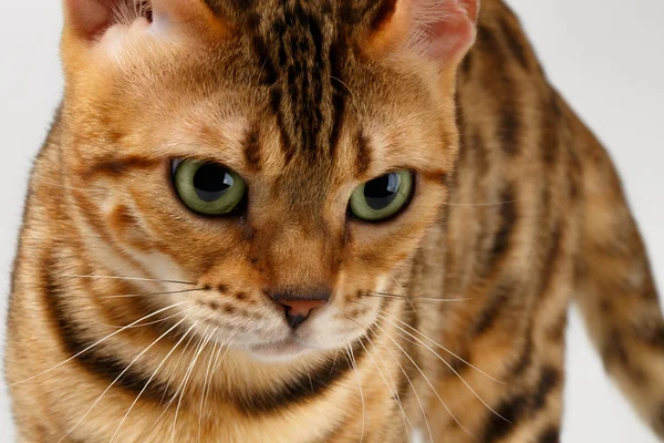 Close-up Bengala gato olhando irritado na câmera em branco — Fotografia de Stock