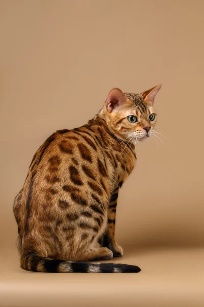 Бенгальский кот повернул назад на коричневый фон — стоковое фото