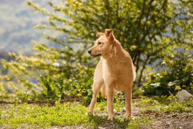 Komik zencefil köpek çim üzerinde açık duran
