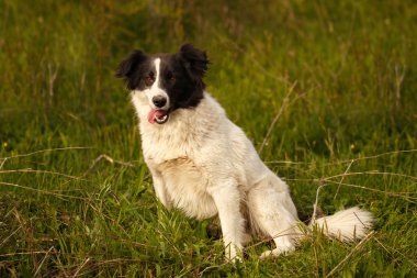 Siyah ve beyaz köpek çim üzerinde gülümseyen