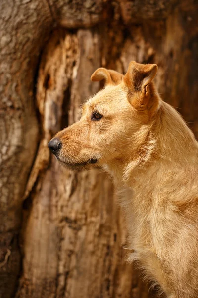 Perfil Ginger Dog em fundo de madeira — Fotografia de Stock