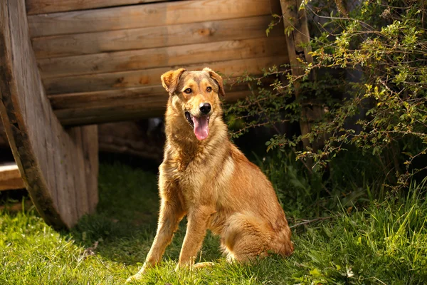 Funny Ginger Dog se sienta en la hierba al aire libre —  Fotos de Stock