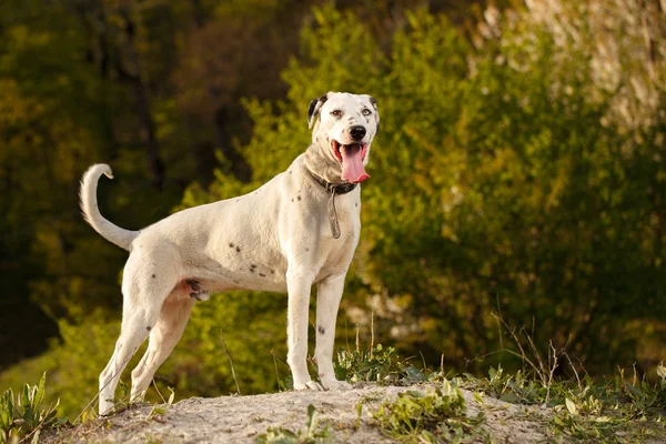 Schwarz-weißer Mischlingshund steht — Stockfoto