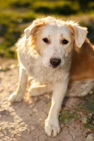 Pity Ginger Dog Outdoor on Green Background — Stock Photo, Image