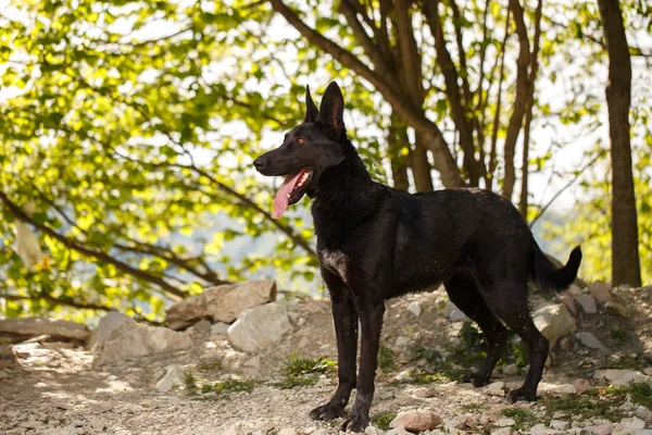 Cão preto engraçado fica na grama ao ar livre — Fotografia de Stock