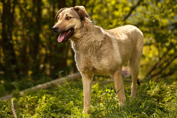 Cão branco engraçado na grama ao ar livre — Fotografia de Stock