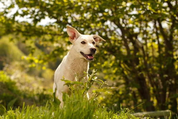 Funny White Dog Peeps from Grass Outdoor — Stock Photo, Image