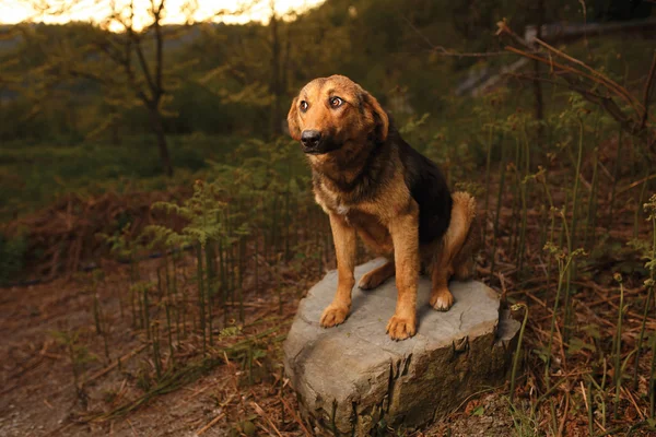 Raça mista de gengibre cão senta-se em pedra, olhar curioso — Fotografia de Stock