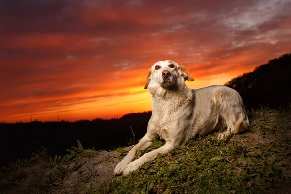 Mixed Breed White Dog  Lies on Manger — Stock Photo, Image