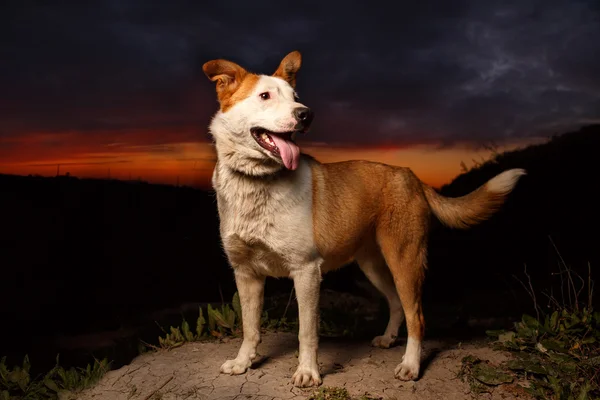 Engraçado misto Raça Ginger Dog — Fotografia de Stock