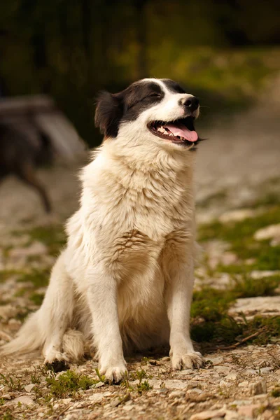 Cão sorridente preto e branco na grama — Fotografia de Stock