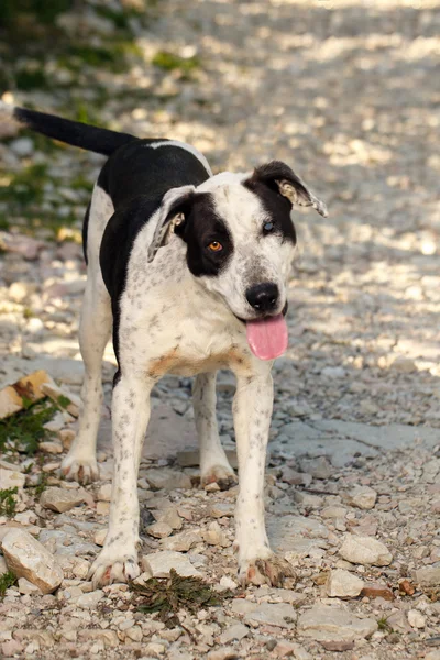 Schwarz-weißer einäugiger Hund steht draußen — Stockfoto