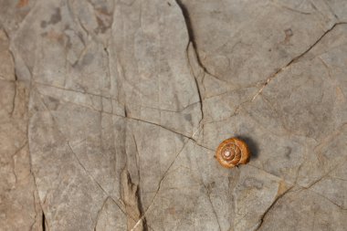 Kabuk taş yüzey zemin üzerine