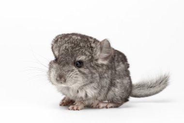 Gri bebek Chinchilla beyaz profil görünümünde 