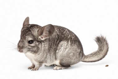 Profil görünümü ve Her kaka chinchilla beyaz