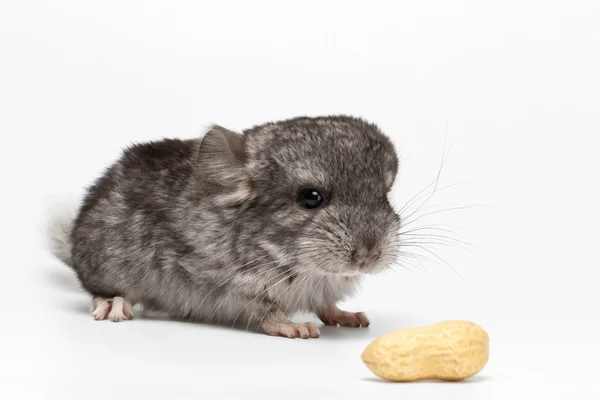 Grå Baby Chinchilla med jordnötter på vit — Stockfoto