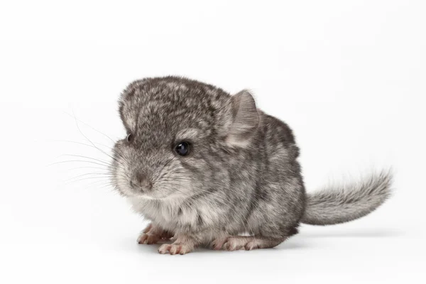 Chinchilla bébé gris en profil vue sur blanc — Photo