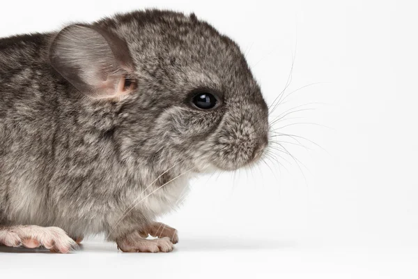 Grå Baby Chinchilla i profil på vit — Stockfoto