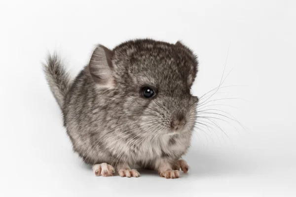 Grå Baby Chinchilla i profil på vit — Stockfoto