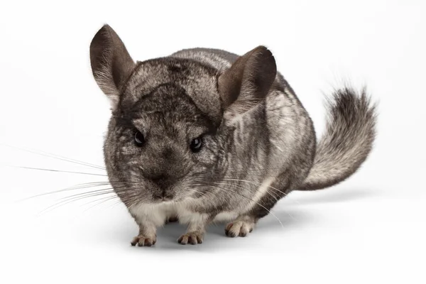 Closeup Chinchilla em vista frontal em branco — Fotografia de Stock