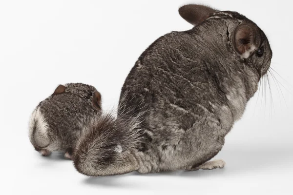 Queues de Chinchilla grandes et petites sur blanc — Photo