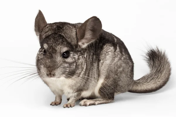 Closeup Chinchilla in Front View on white — Stock Photo, Image