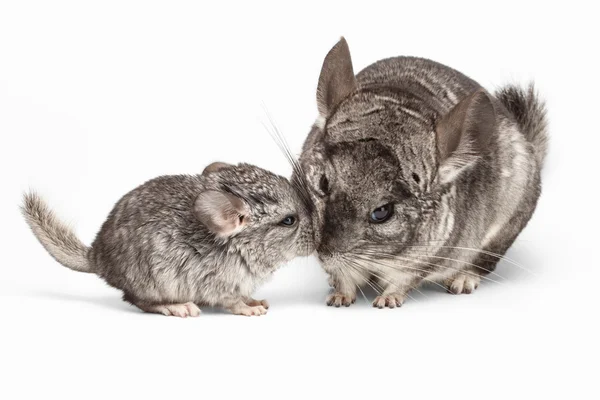 Baiser de maman et bébé Chinchilla en vue avant sur blanc Image En Vente