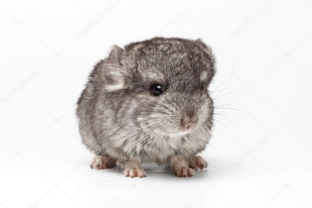 Gray Baby Chinchilla On White Stock Photo By C Seregraf