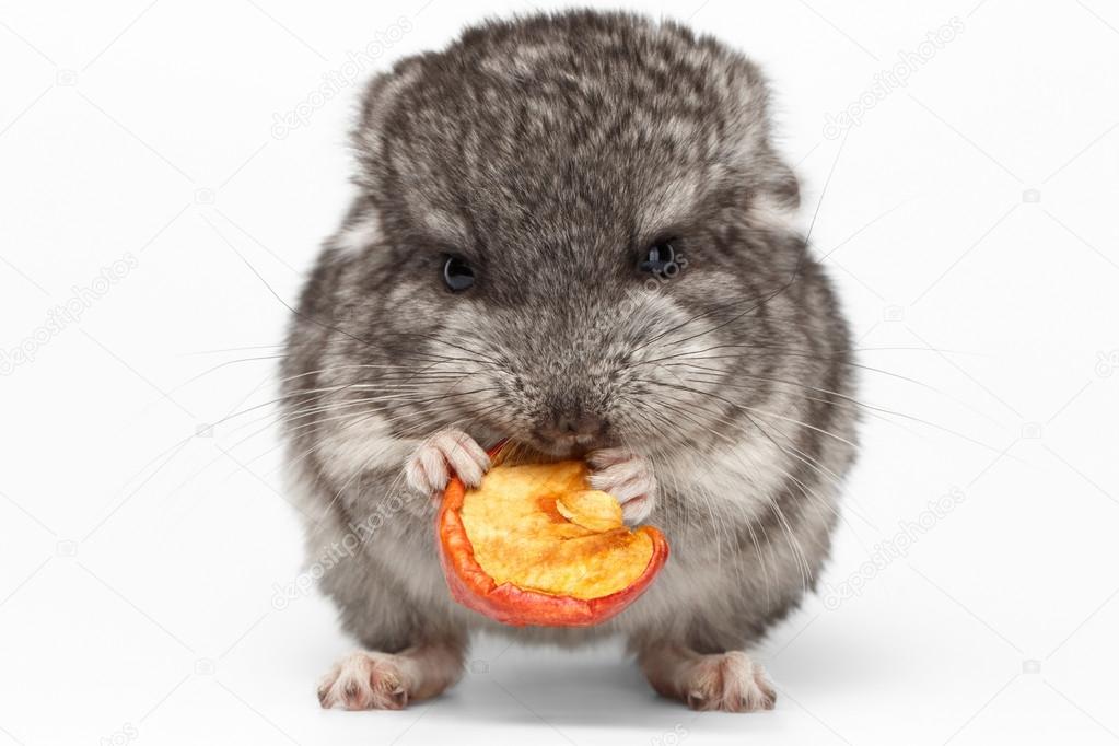 Gray Baby Chinchilla Eating Apple on white 