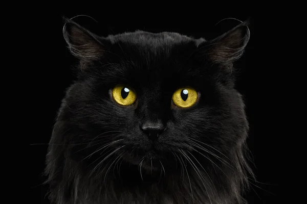 Nahaufnahme schwarze Katze mit gelben Augen — Stockfoto