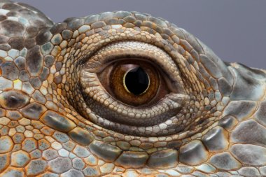 Closeup göz Yeşil İguana