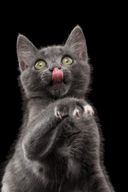 Gri kedi pençe ve siyah yukarı yaladı görünüyor yetiştiriciliği 