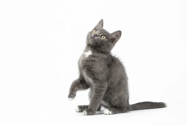 Playful Gray Kitty on White Background — Stock Photo, Image