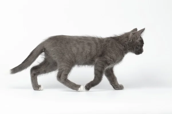 Gatito gris caminando sobre fondo blanco — Foto de Stock