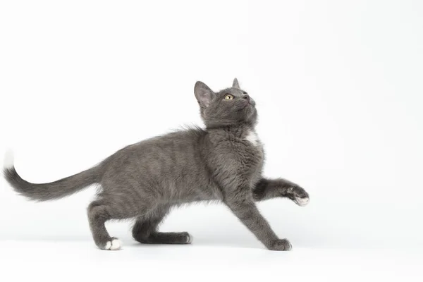 Playful Gray Kitty Raising Paw and Looking up on White — Stock Photo, Image