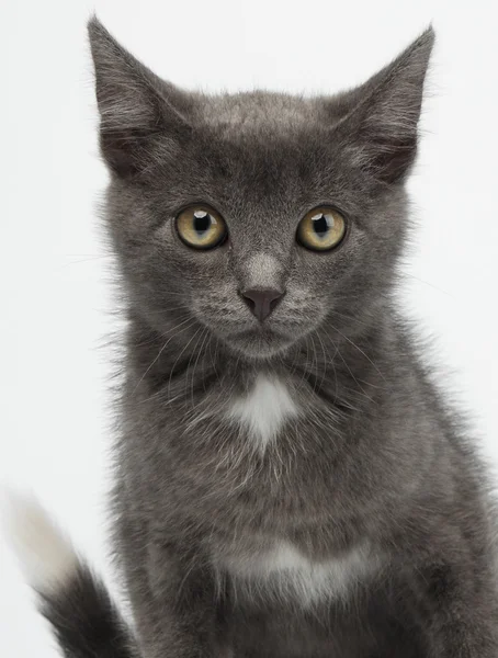 Fechar Cinza Kitty Olhando na Câmera em Branco — Fotografia de Stock