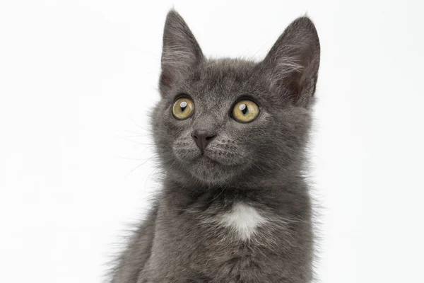 Closeup Gray Kitty Looking Up on White — Stock Photo, Image