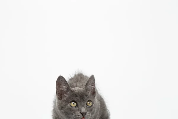 Gray Kitty Crouched op wit en Shanghai — Stockfoto