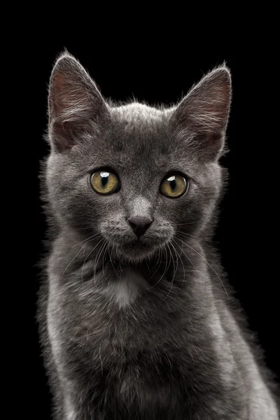 Closeup šedá kočička pohledu kamery na černém pozadí — Stock fotografie