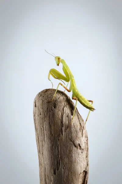 Närbild grön Praying Mantis på pinne — Stockfoto