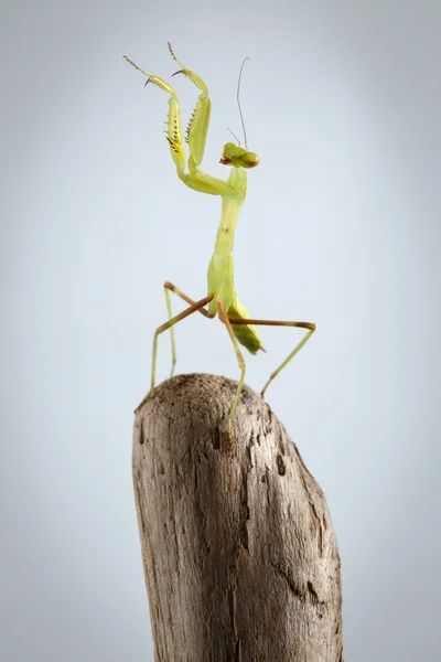 Närbild grön Praying Mantis på pinne — Stockfoto