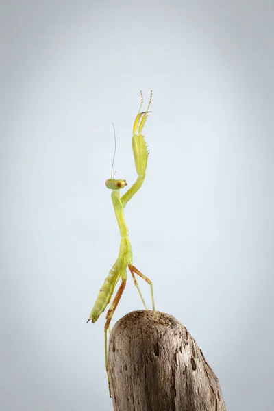 Närbild grön Praying Mantis på pinne — Stockfoto