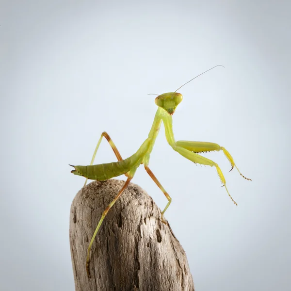 Närbild grön Praying Mantis på pinne — Stockfoto