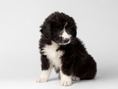 Karışık doğurmak siyah köpek yavrusu oturur ve izole görünümlü yazık 